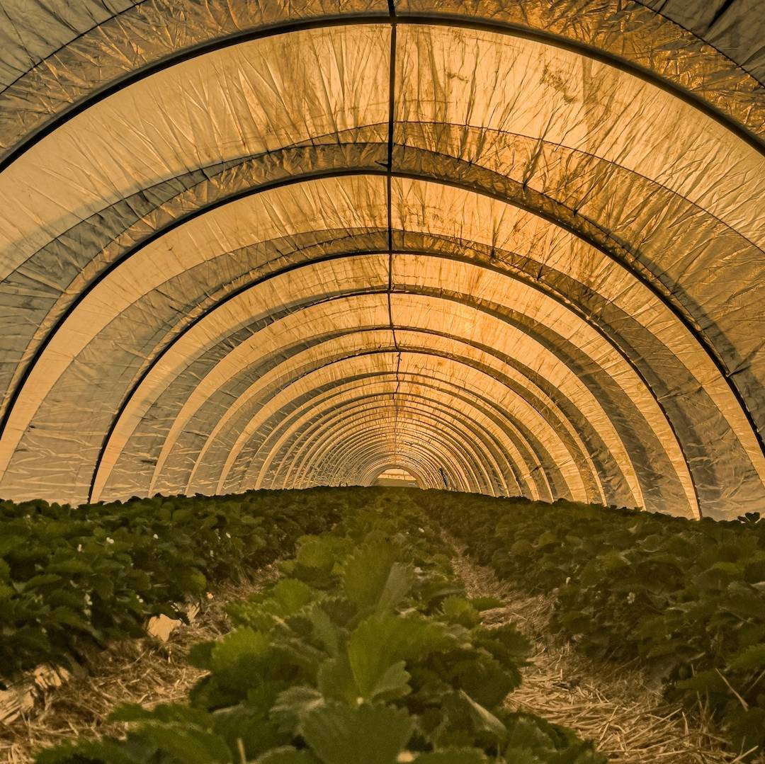 The Role of Environmental Regulations, Renewable Energy, and Energy Efficiency in Finding the Path to Green Economic Growth