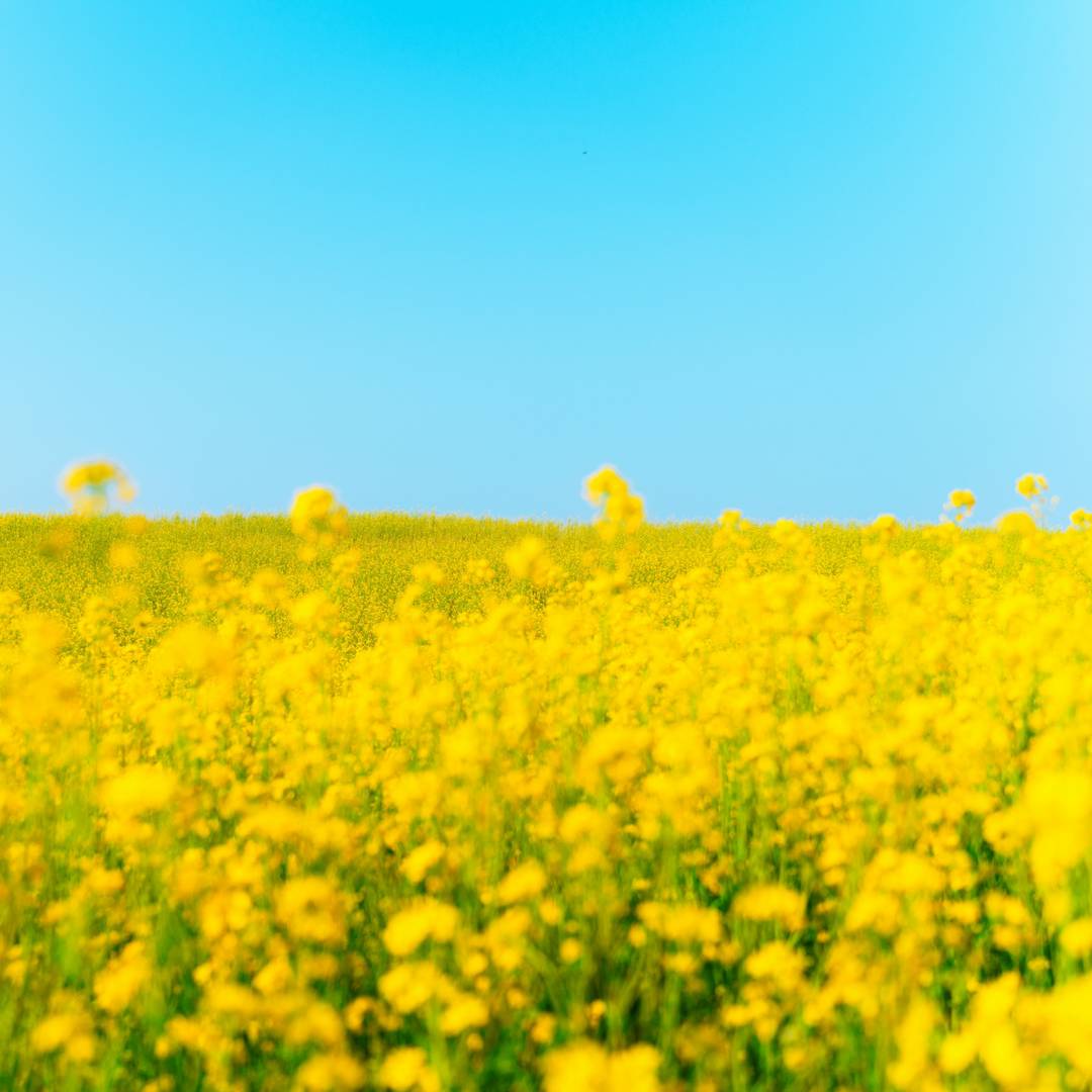 Green Deal, Green Growth and Green Economy as a Means of Support for Attaining the Sustainable Development Goals